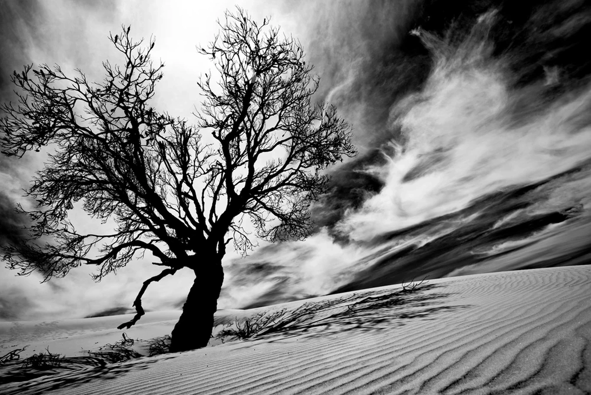 Fine art black and white landscape photograph of a lone tree in desert sand dunes